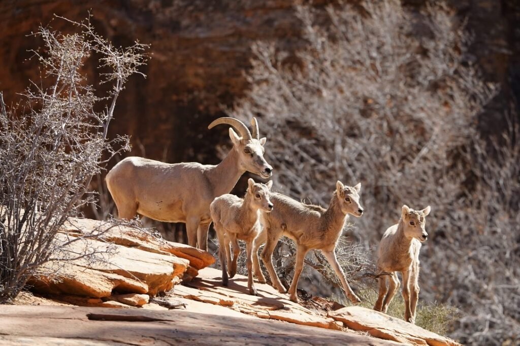 mouflons valley of fire