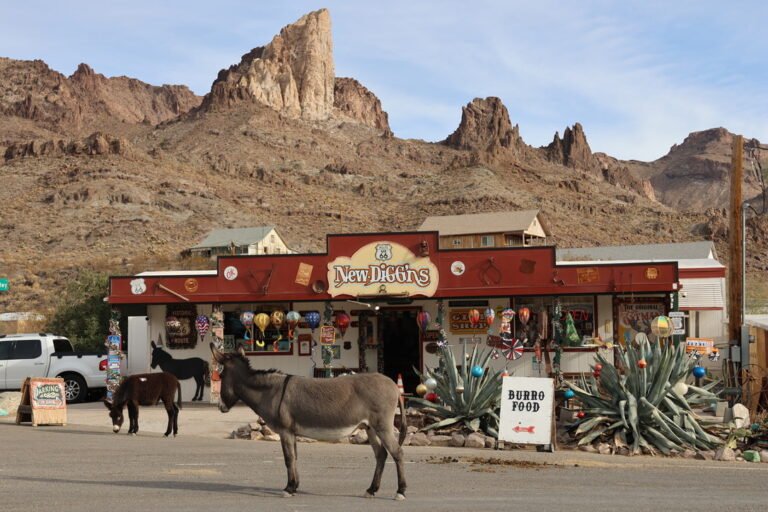 montagne ânes oatman