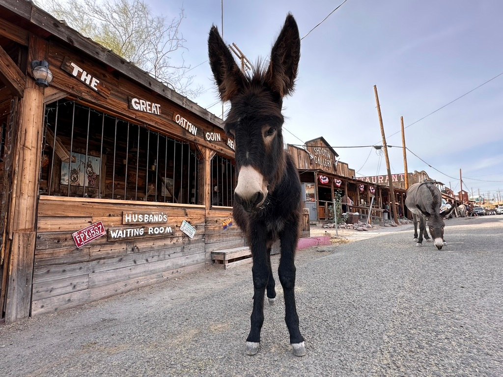 oatman route 66 ânes